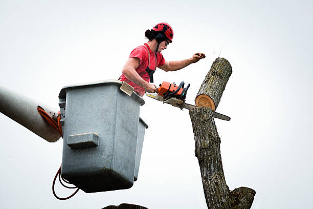 Best Tree Trimming and Pruning  in Lithia Springs, GA
