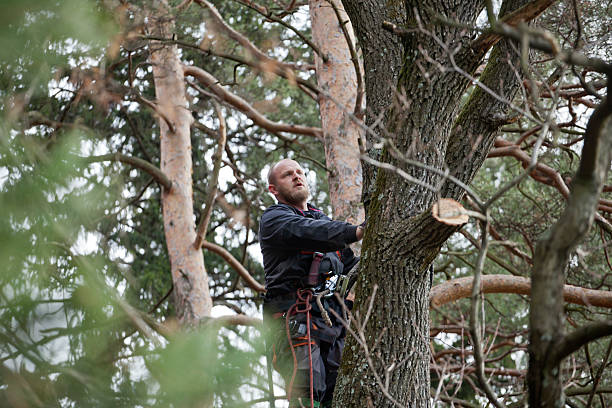Best Fruit Tree Pruning  in Lithia Springs, GA