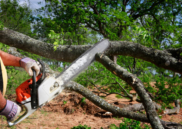 Best Lawn Watering Services  in Lithia Springs, GA
